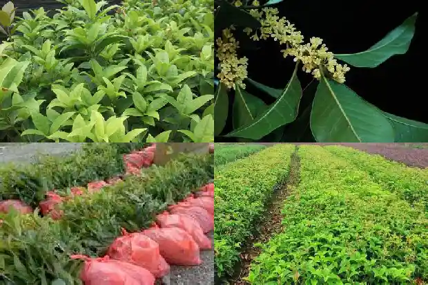 哪个地方的桂花茶最好1687135648180
