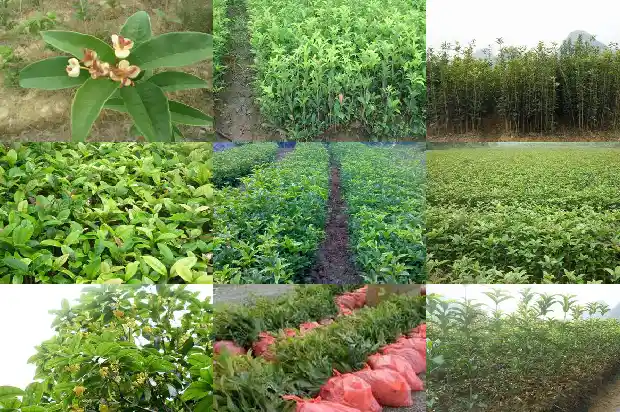 哪个地方的桂花茶最好1687135648228