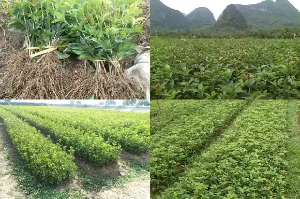 桂花树盆景怎么造型好看1687135676024
