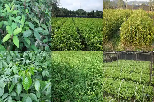 桂花树盆景怎么造型好看1687135676070