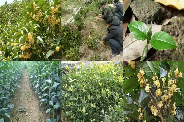 桂花树怎样做造型1687135685326