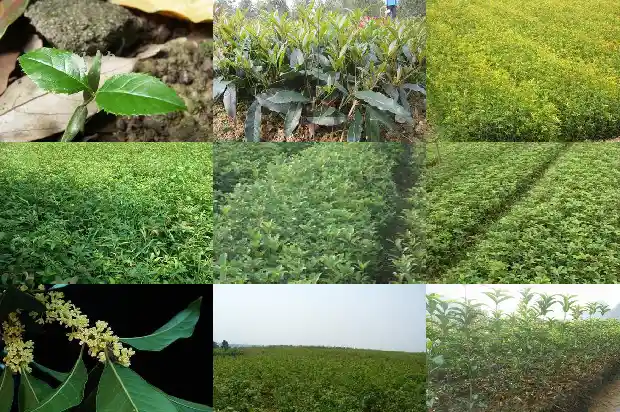 桂花树怎样做造型1687135685374