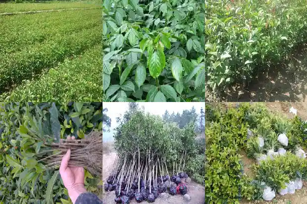 八月桂花树移栽后几年开花1689899698046