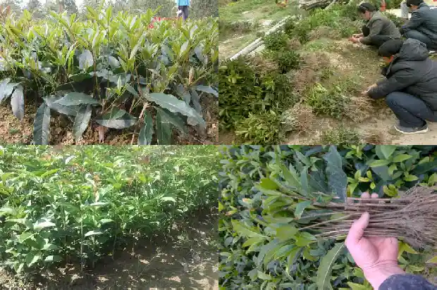 桂花盆景施什么肥料1687135724162
