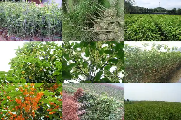桂花盆景施什么肥料1687135724210