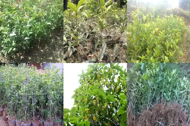 盆栽桂花用什么肥料最好1687135733921
