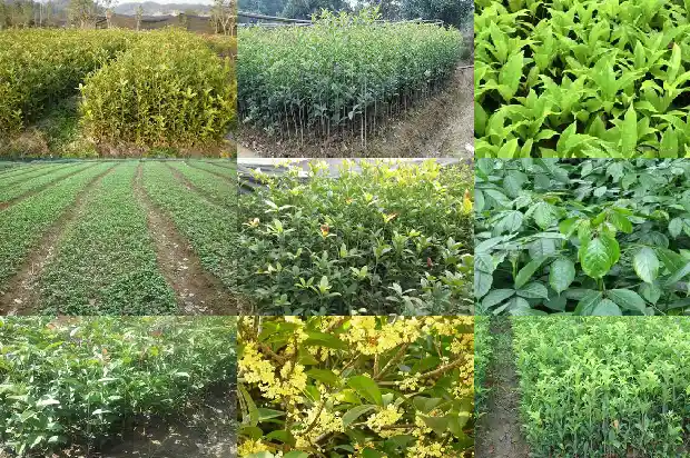 盆栽桂花用什么肥料最好1687135733969