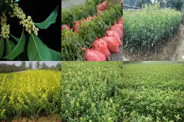 种植桂花用什么肥料1687135746034