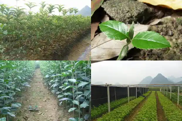 种植桂花用什么肥料1687135746082