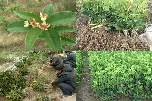 种植桂花用什么肥料1687135746129