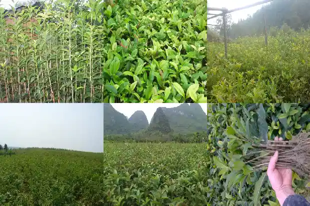 桂花老桩盆景怎么弄掉叶片1687135770758