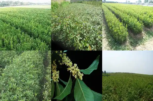 怎么样让桂花变成老桩盆景1687135782642