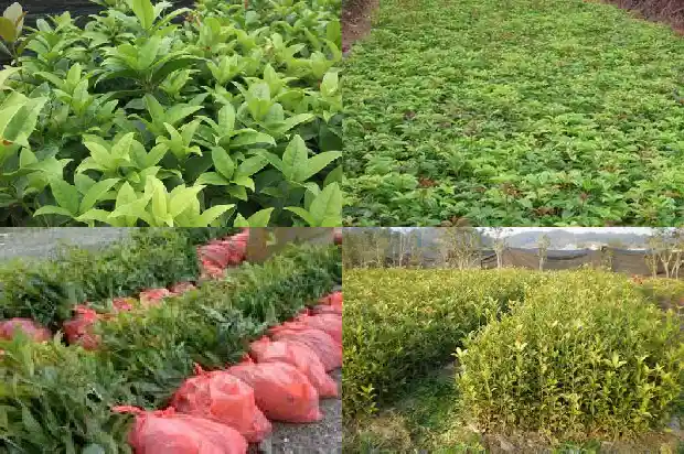怎么样让桂花变成老桩盆景1687135782689