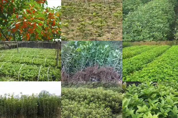 怎么样让桂花变成老桩盆景1687135782737