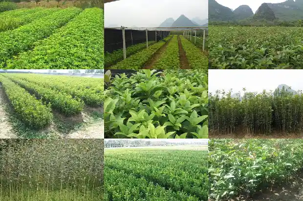 秋天桂花发新芽怎么办1688347424918