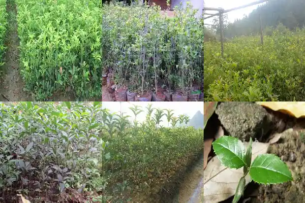 桂花老桩制作方法1687135801663