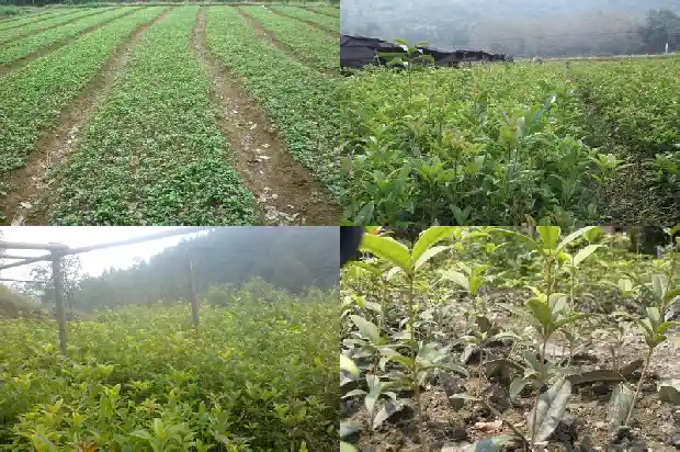 桂花树盆景怎么养好1687135813616