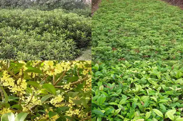 桂花树盆景怎么养好1687135813664