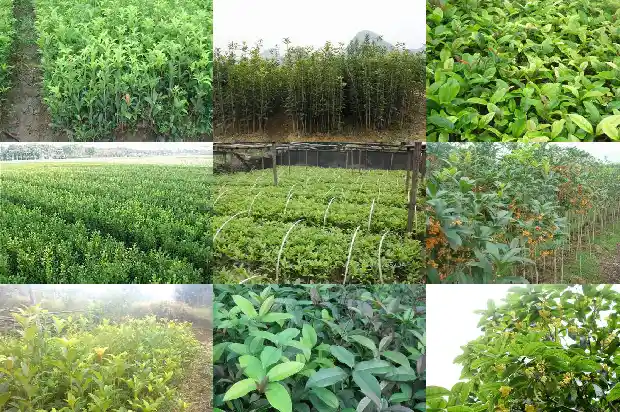 桂花树盆景怎么养好1687135813711