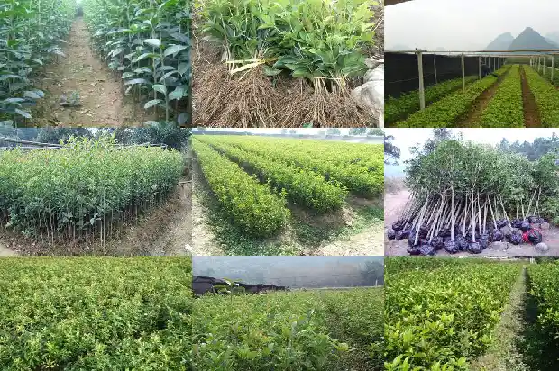 桂花树做盆景好吗1687135824962