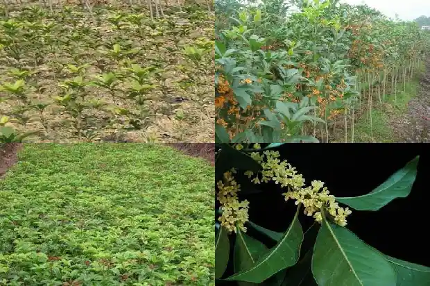 桂花树做盆景好吗1687135825009
