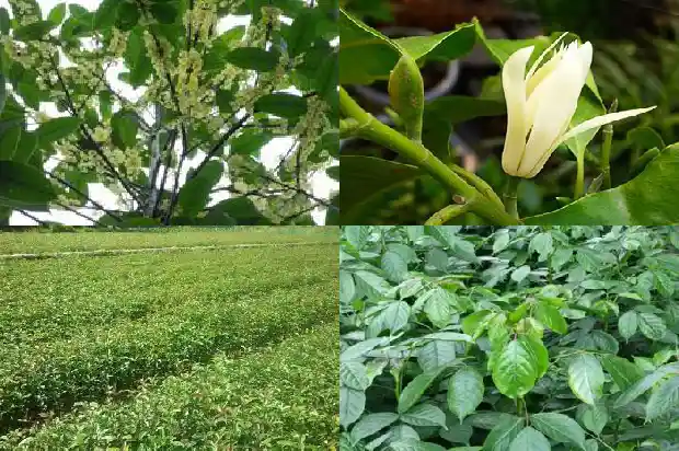 桂花树做盆景好吗1687135825057