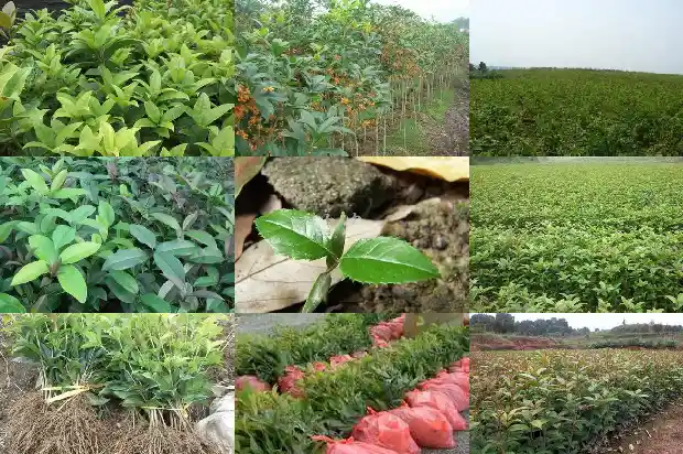 桂花树能做盆栽吗1687135834416
