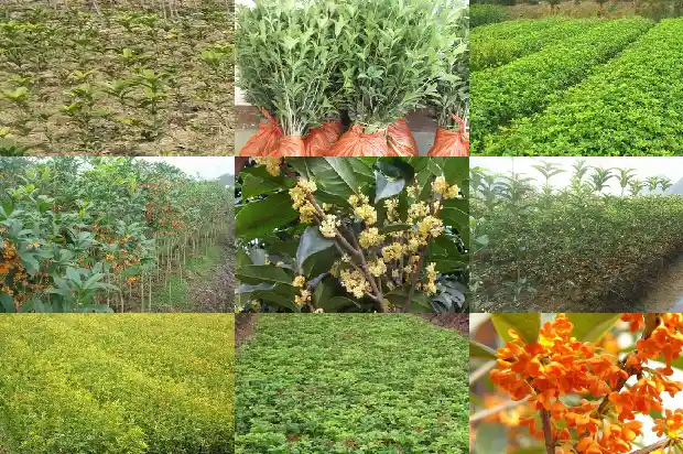 桂花树能做盆栽吗1687135834464