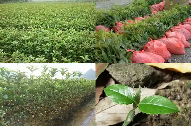桂花树几月剪枝好呢1688948414434