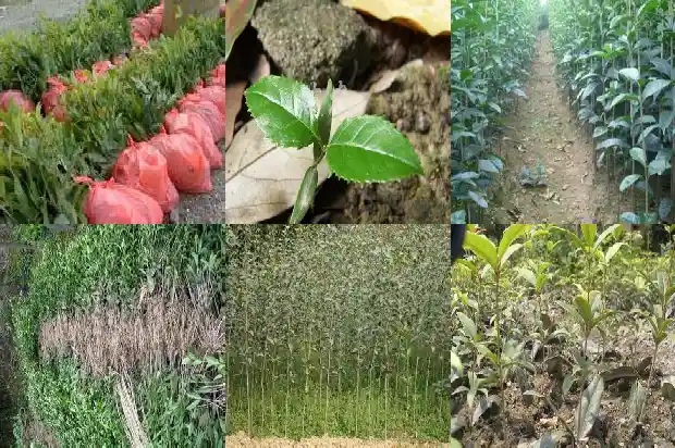 桂花桩怎么养护与管理方法1687135863140