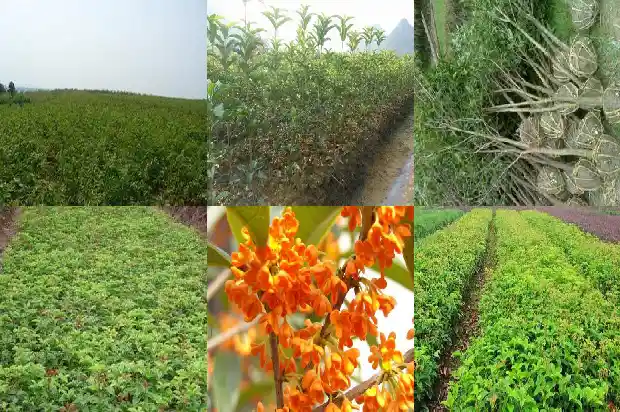 老桩桂花盆景怎么养护1687135882738