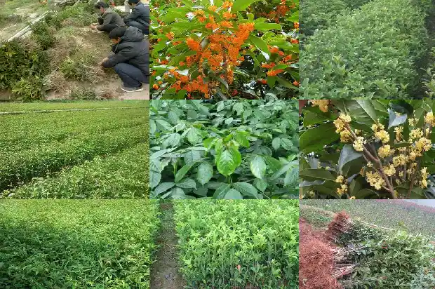 老桩桂花盆景怎么养护1687135882786