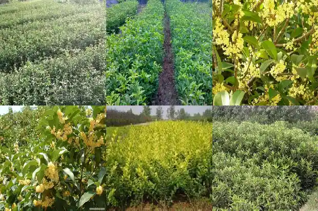 桂花桩移栽6月发芽了1687135897389