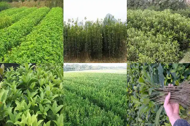 桂花树根做盆景好不好看1687135907249