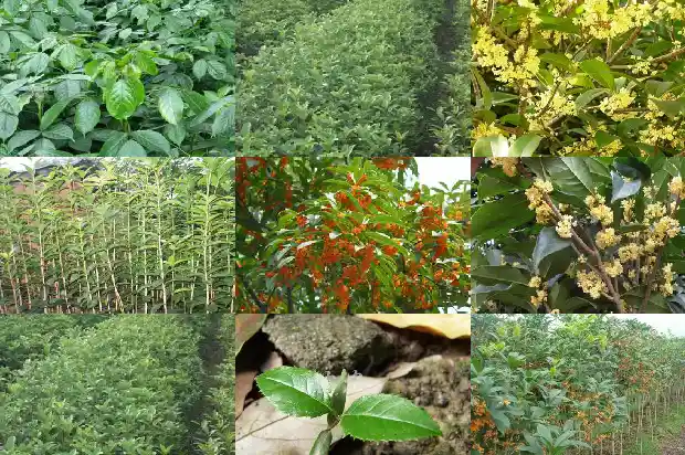 桂花树根做盆景好不好呢1687135916828