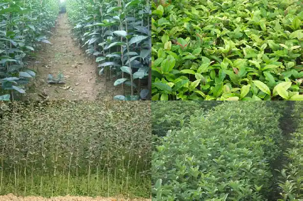 桂花树根做盆景好不好呢1687135916875
