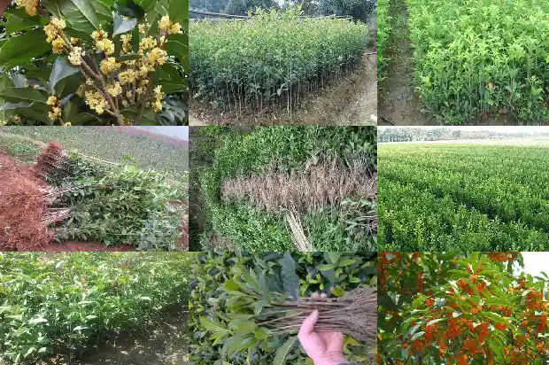 提根桂花根部盖土好吗1687135931475