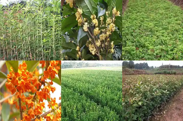 老桩桂花树盆景盆栽怎么养好1687135939177