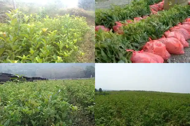 老桩桂花树盆景盆栽怎么养好1687135939225