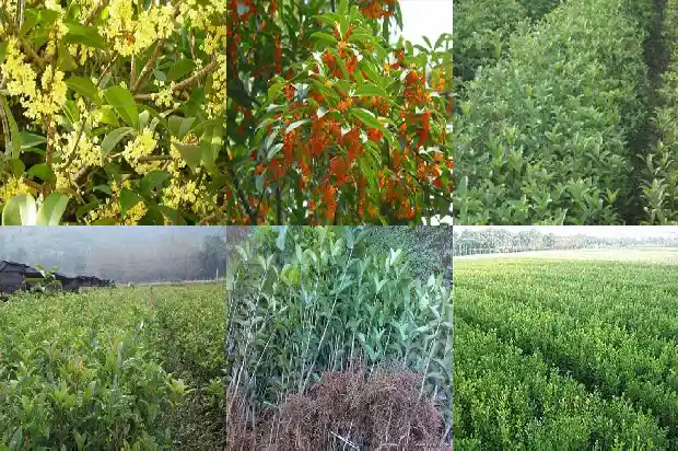 老桩桂花树盆景盆栽怎么养护好1687135949233