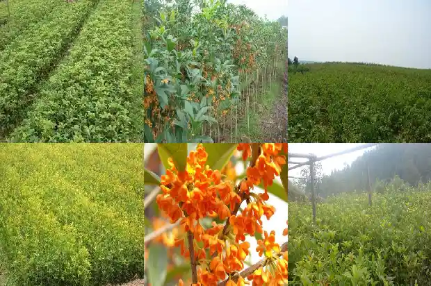 老桩桂花树盆景盆栽怎么养护好1687135949279