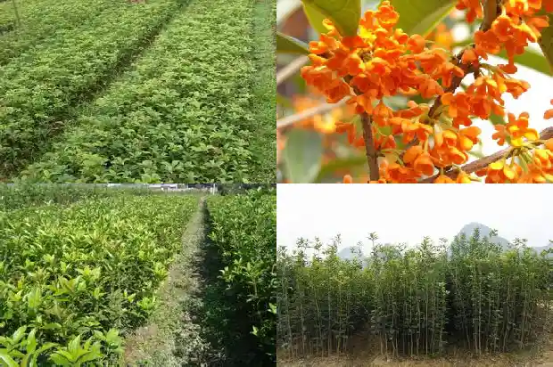 老桩桂花树盆景盆栽怎么养护好1687135949327