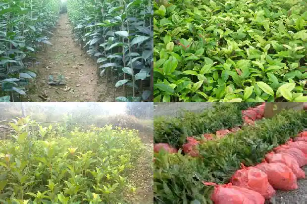老桩桂花树盆景怎么养好活1687135957113