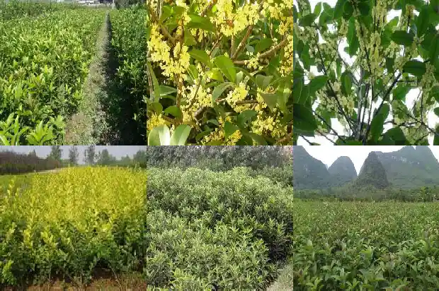 老桩桂花树盆景怎么养殖的1687135966954