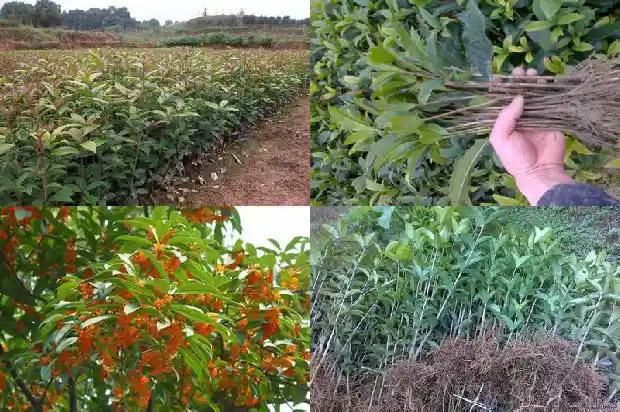 老桩桂花树盆景怎么养殖的1687135967001
