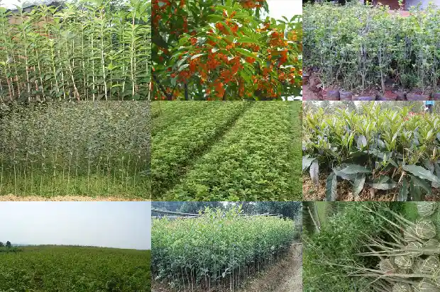 老桩桂花树盆景怎么养殖的1687135967049