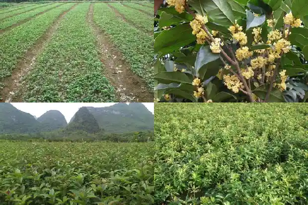 桂花老桩好养吗怎么养1687135974439