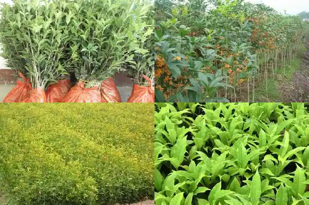桂花老桩好养吗怎么养1687135974486