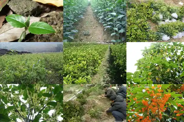 桂花树盆景的老桩怎么养活1687135981782