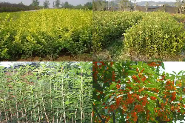 桂花树盆景的老桩怎么养活1687135981830